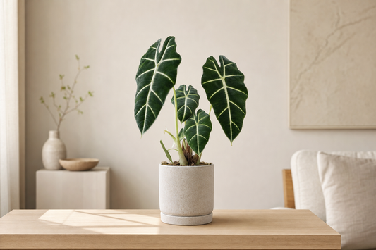 Alocasia Frydek - Kamerplant | Florazo hero