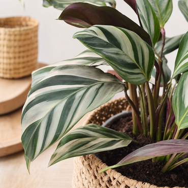Ctenanthe Burle Marxii - Kamerplant | Florazo detail