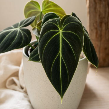 Philodendron Melanochrysum - Kamerplant | Florazo detail