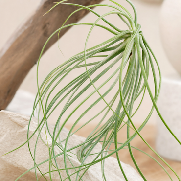 Tillandsia Jellyfish - Kamerplant | Florazo detail