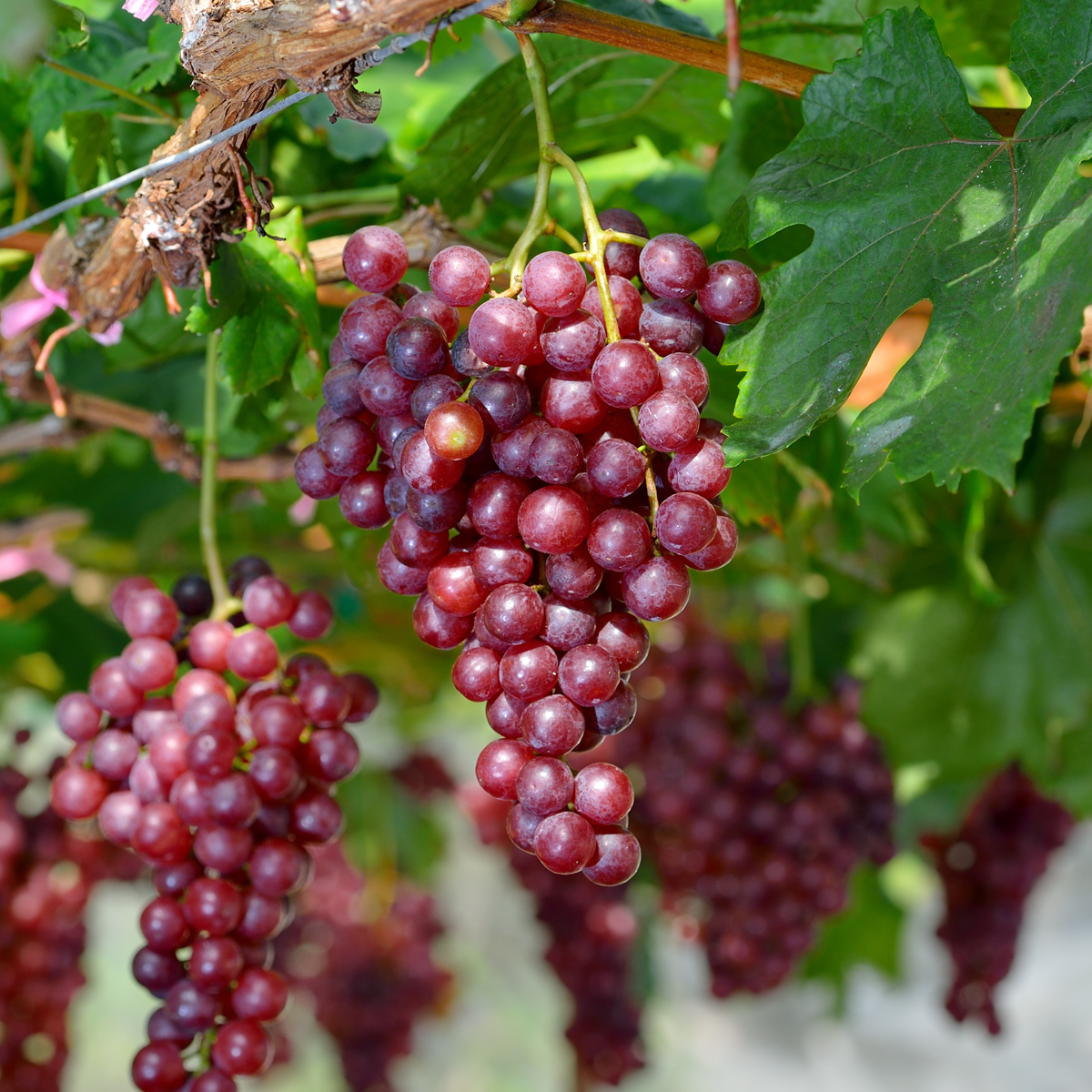 Vitis vinifera ‘Vanessa XL' - Druivenplant
