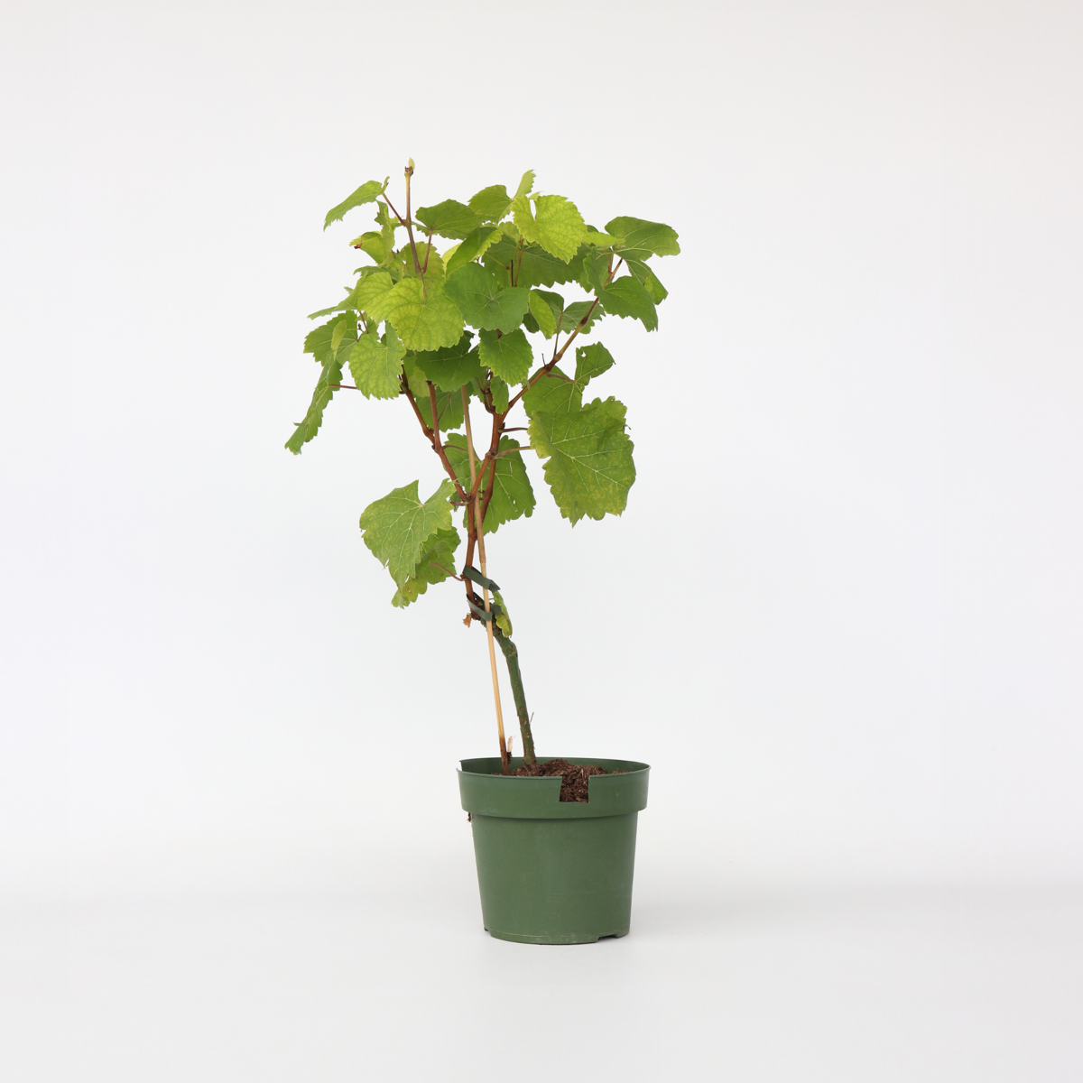 Vitis vinifera ‘Vanessa XL' - Druivenplant
