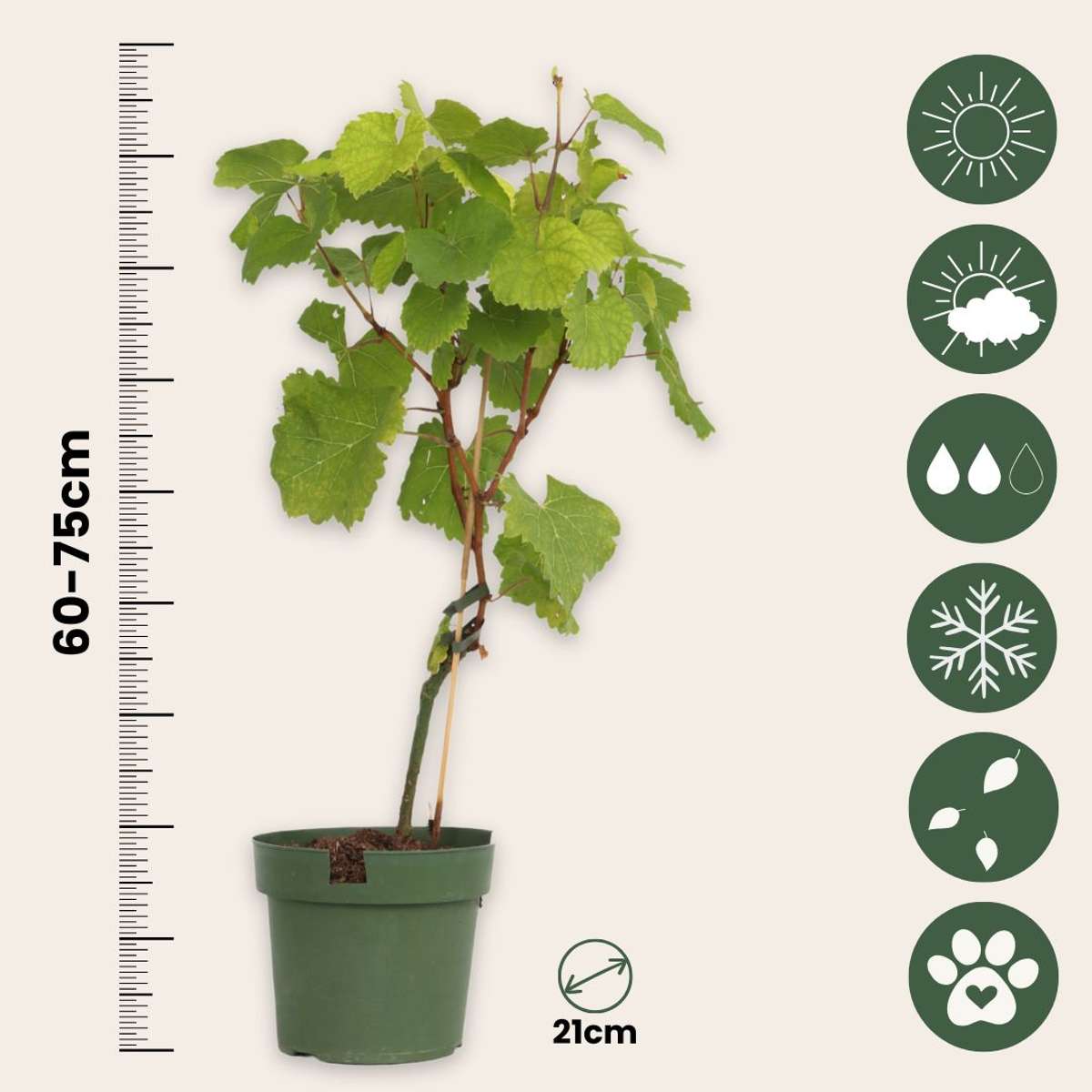 Vitis vinifera ‘Vanessa XL' - Druivenplant