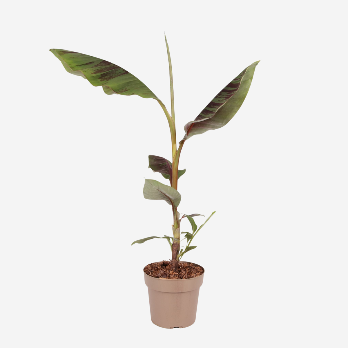 Musa sikkimensis Ever Red - Rode bananenplant