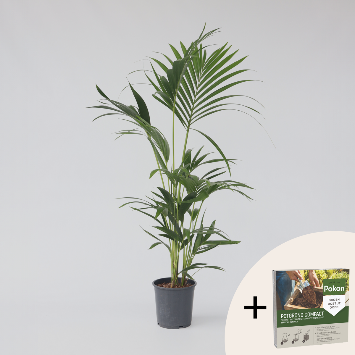 Howea Forsteriana - Kentiapalm - Met potgrond
