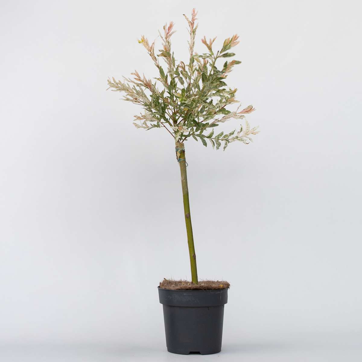 Salix Flamingo - Bonte wilg