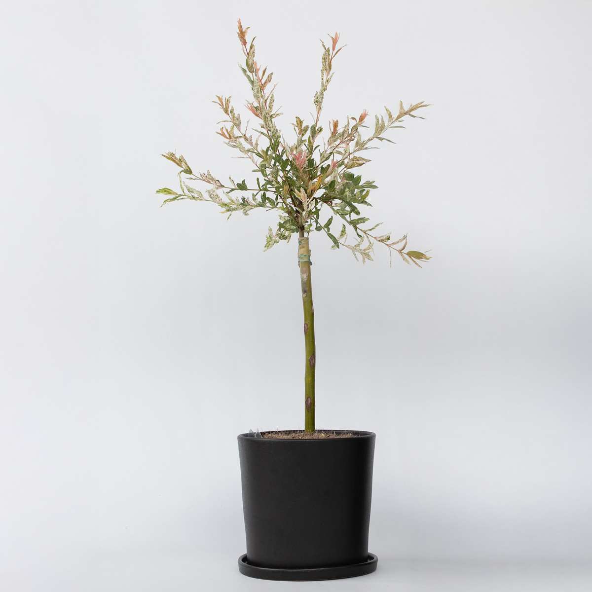 Salix Flamingo - Bonte wilg