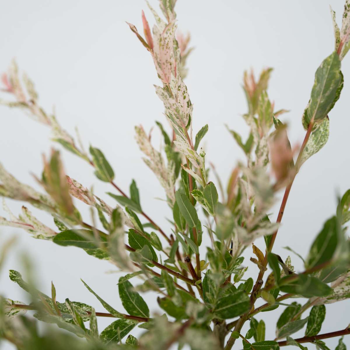 Salix Flamingo - Set van 2 - Bonte wilg