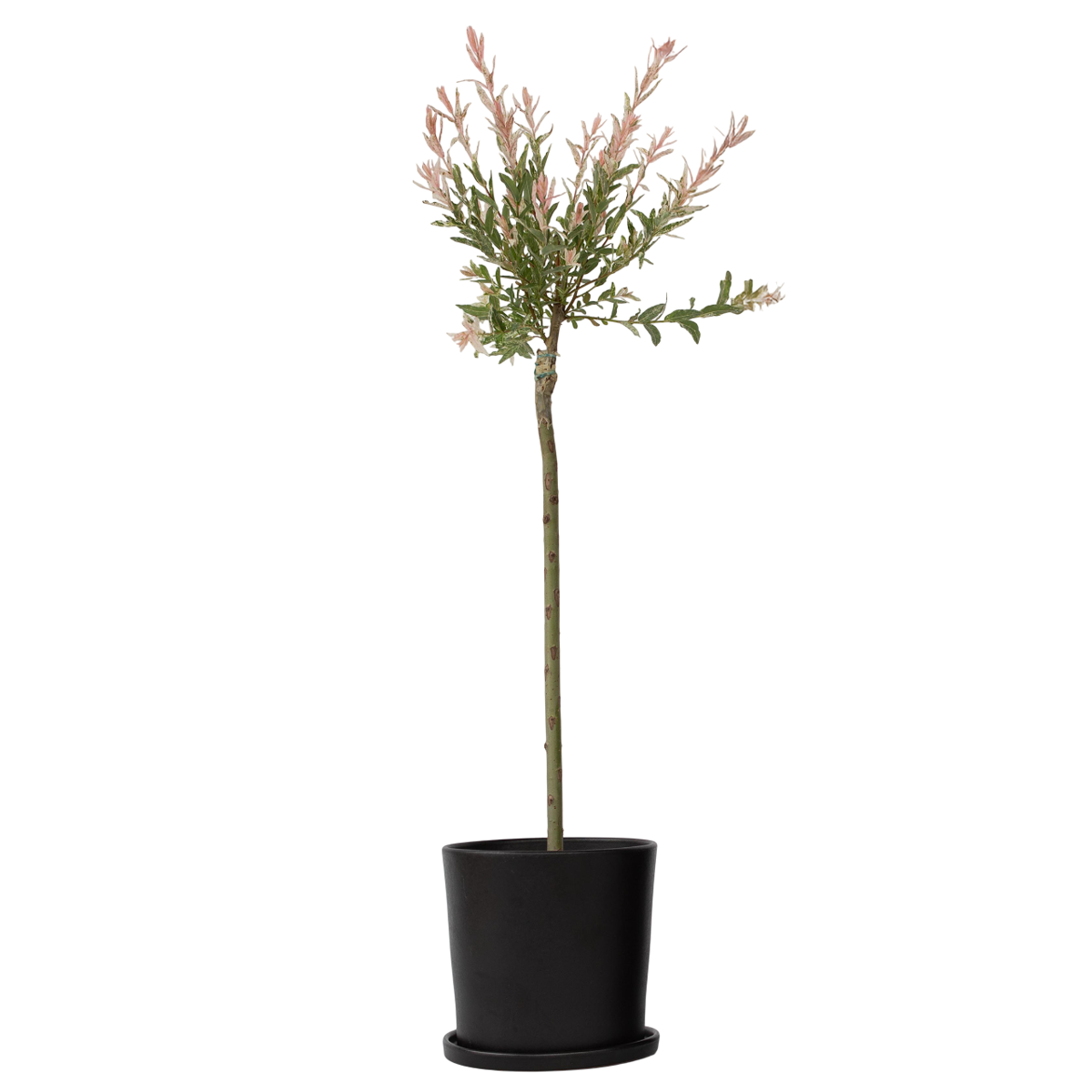 Salix Flamingo - Bonte wilg