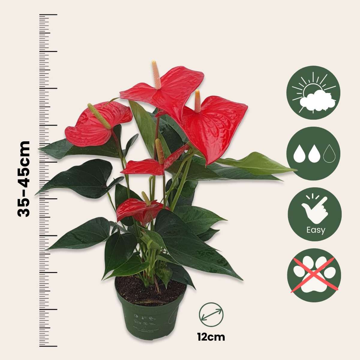Anthurium 'Royal Champion' - Flamingoplant