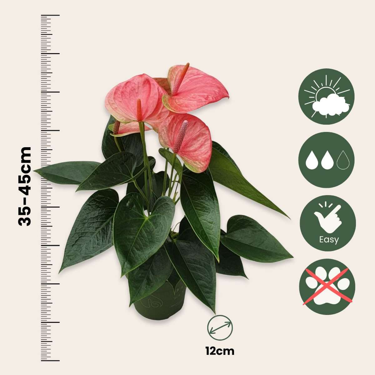 Anthurium 'Sweet Dream' - Flamingoplant