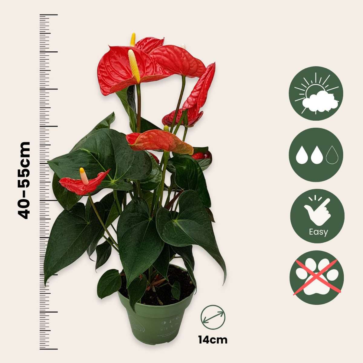 Anthurium 'Madural Red' - Flamingoplant