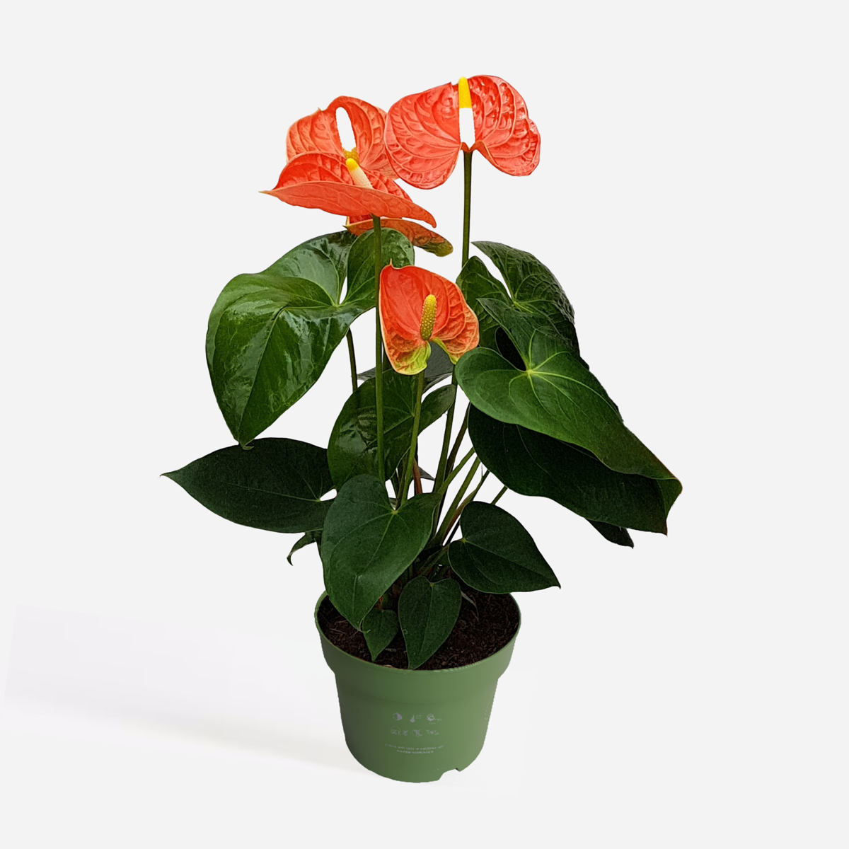 Anthurium 'Madural Orange' - Flamingoplant