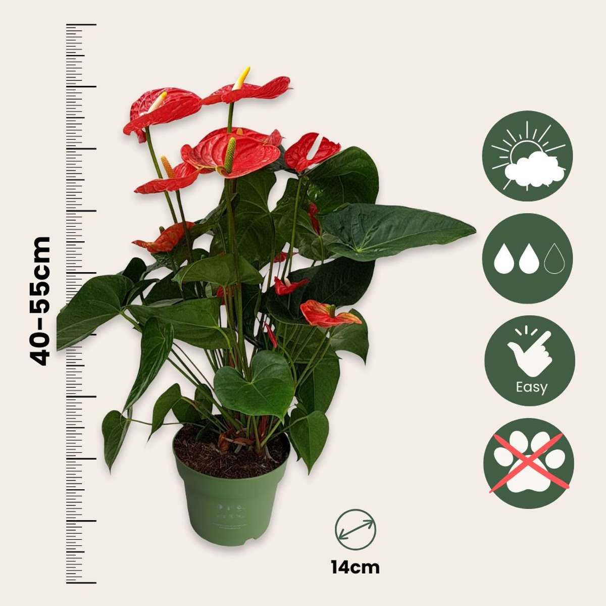 Anthurium 'Madural Red' - Flamingoplant