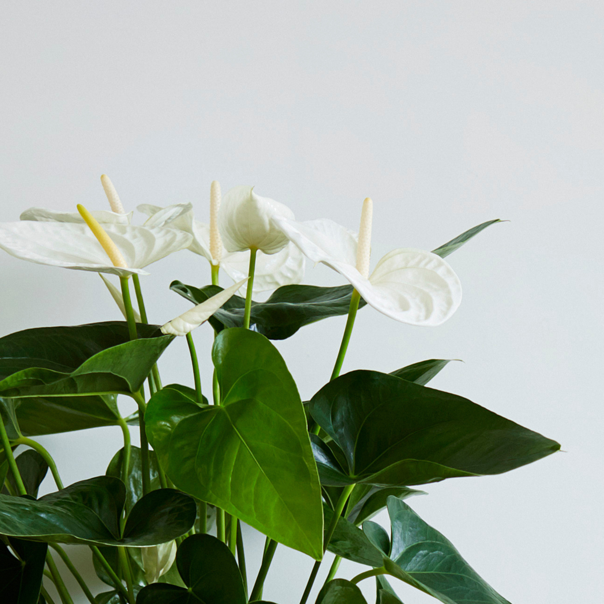 Anthurium 'Alaska White' - Flamingoplant