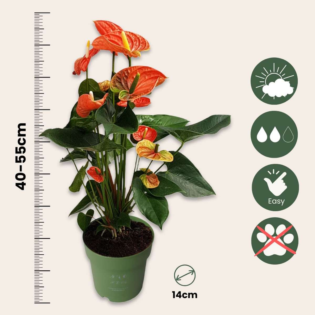 Anthurium 'Madural Orange' - Flamingoplant