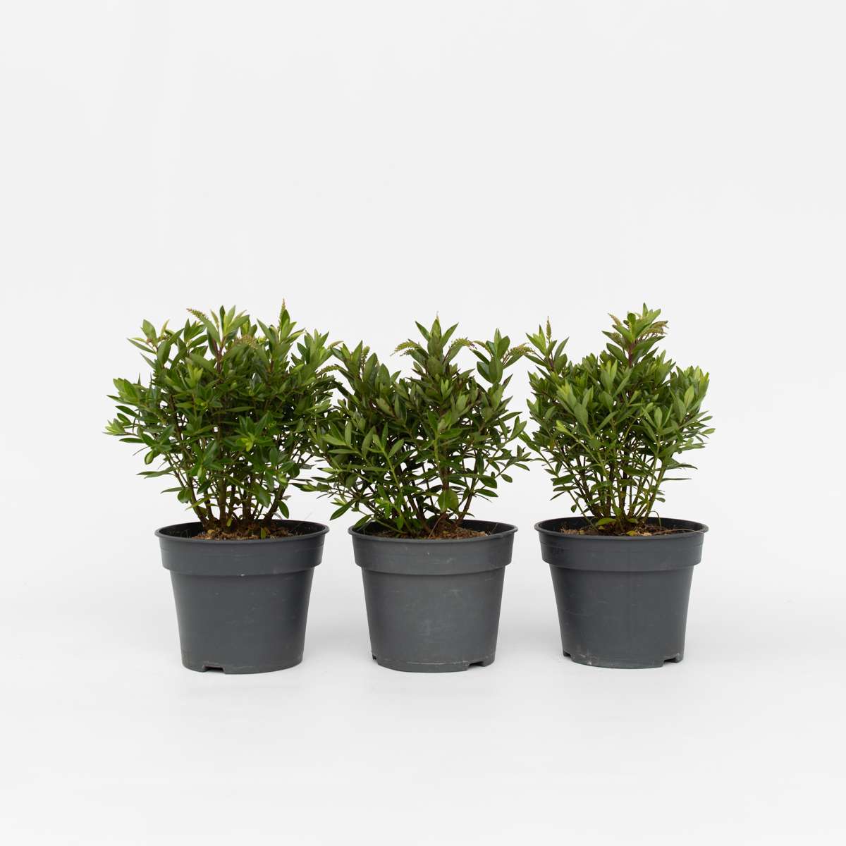 Hebe All Blooms 'Ranaia' - Rood - Set van 3