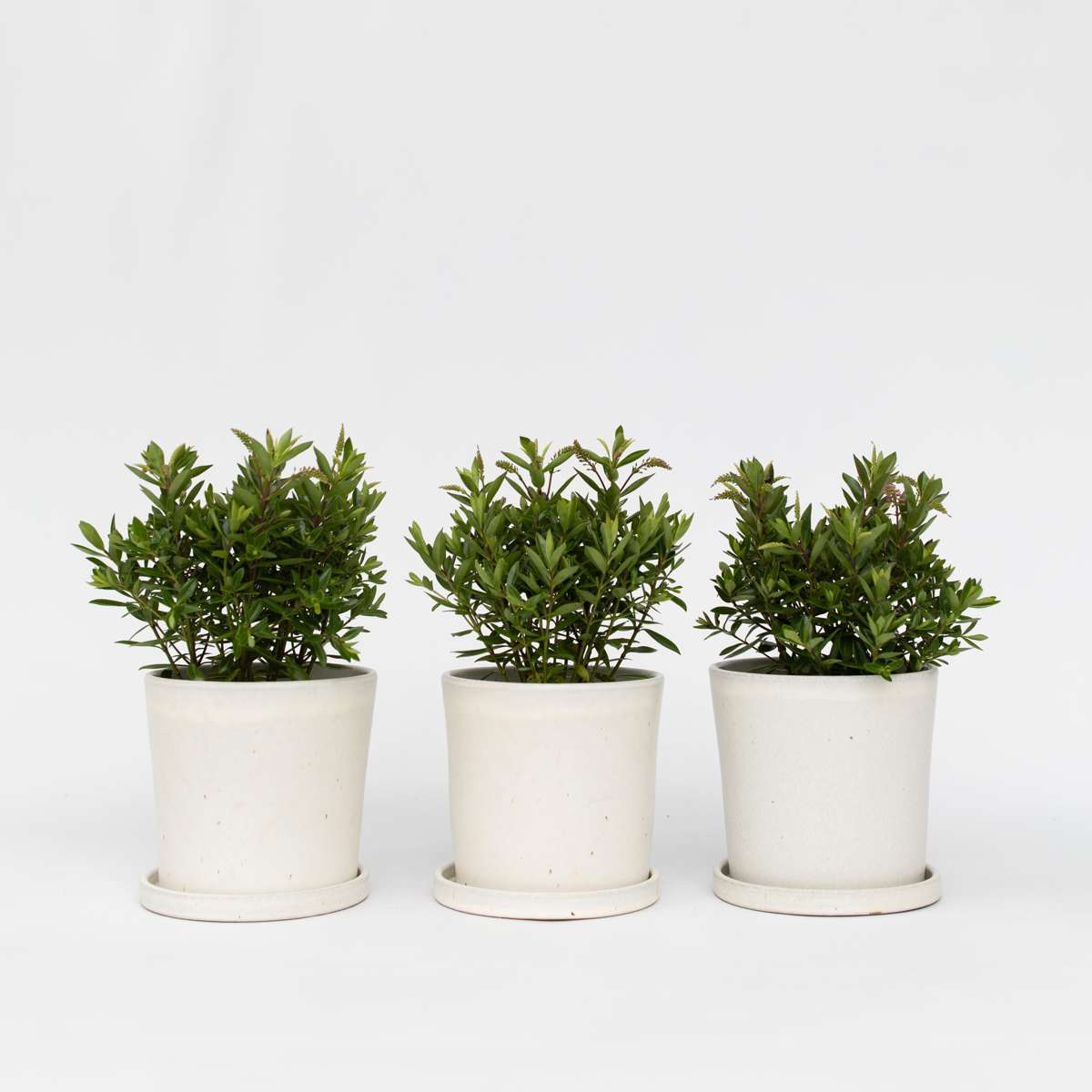 Hebe All Blooms 'Ranaia' - Rood - Set van 3