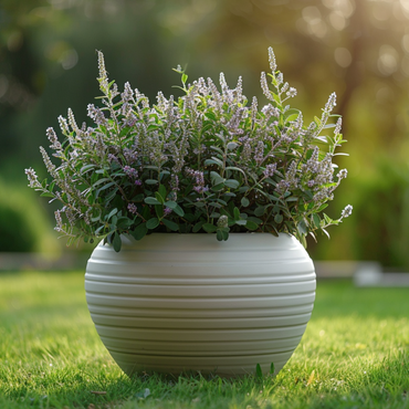 Hebe pinguifolia - Mix van 6 - Struikveronica