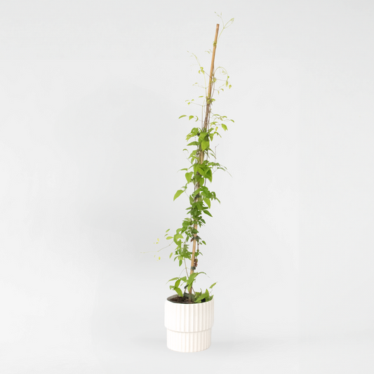 Clematis 'Hagley Hybrid' - Bosrank