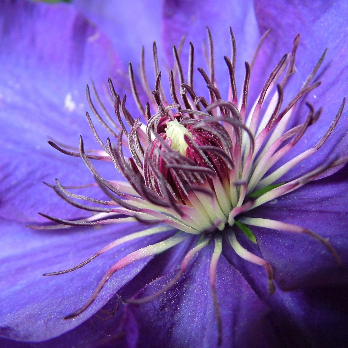 Clematis 'The President' - 2 stuks - Bosrank