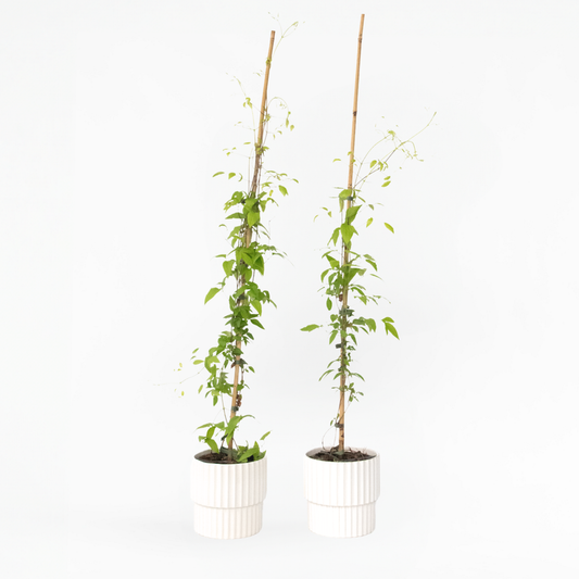 Clematis 'The President' - 2 stuks - Bosrank