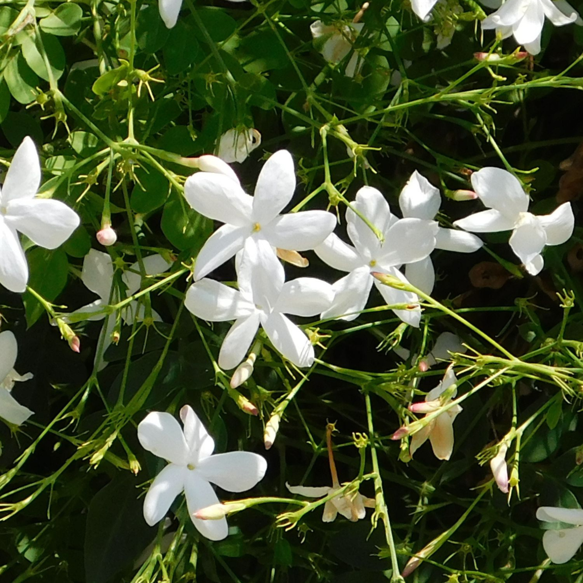 Jasmijn XL - Trachelospermum jasminoides