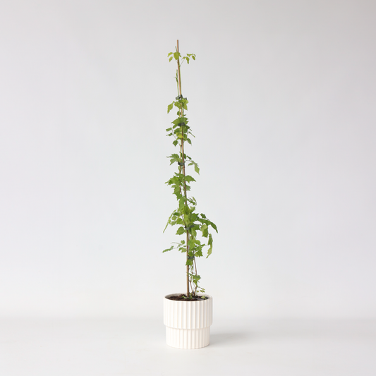 Campsis Radicans XL