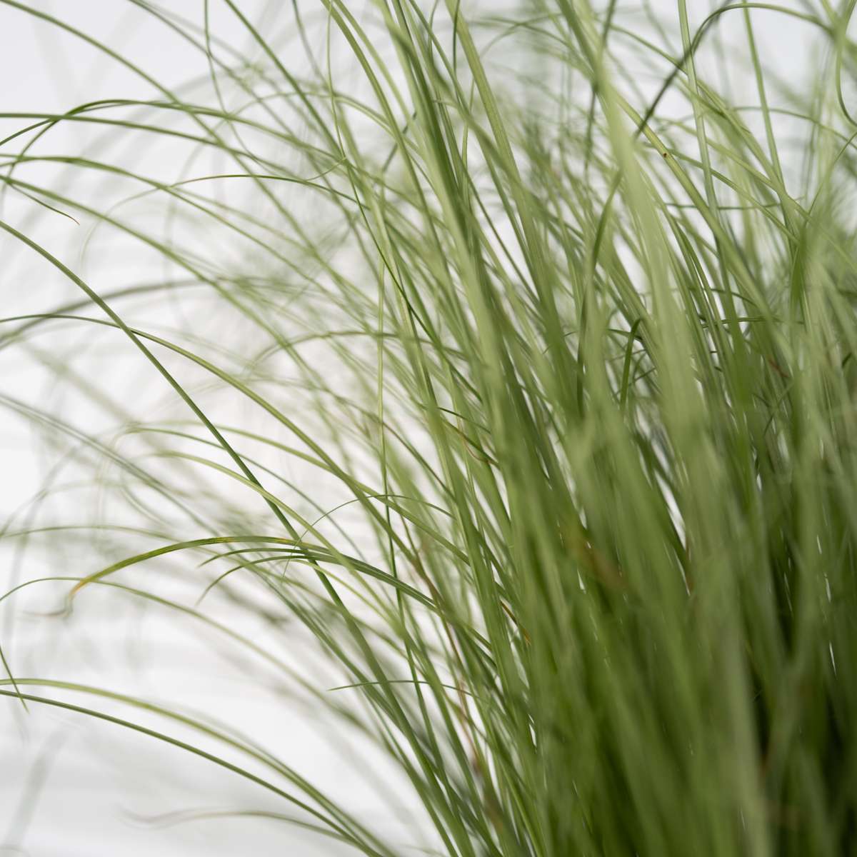 Festuca glauca 'Elijah Blue' - Set van 3 - Siergras