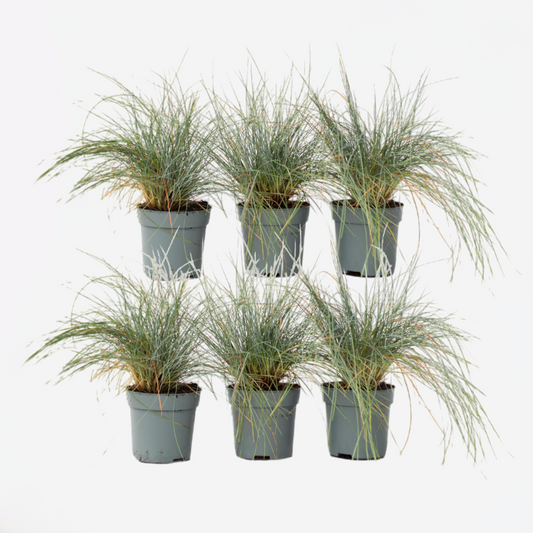 Festuca glauca 'Elijah Blue' - Set van 6 - Siergras