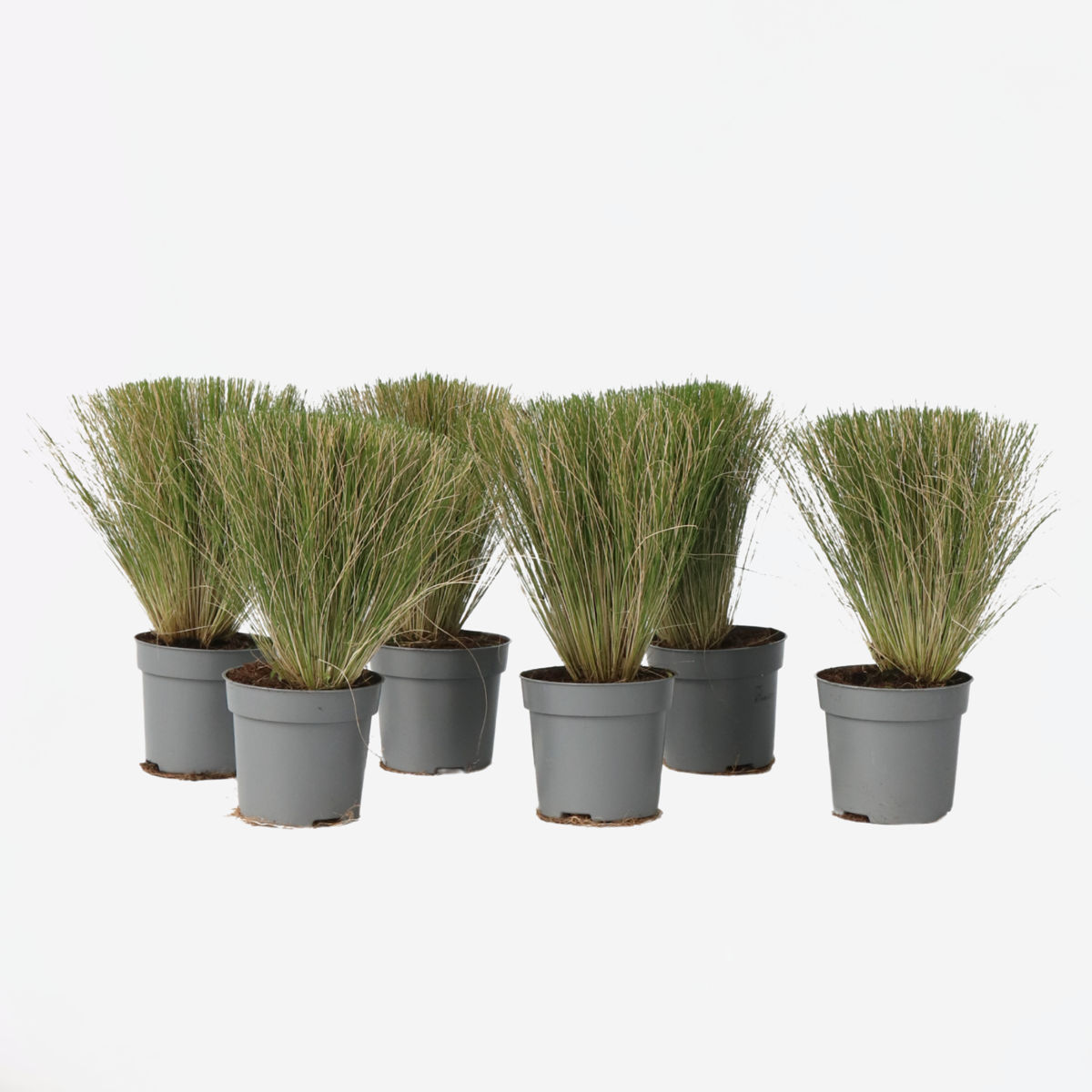 Stipa tenuifolia 'Pony Tails' - Set van 6 - Siergras