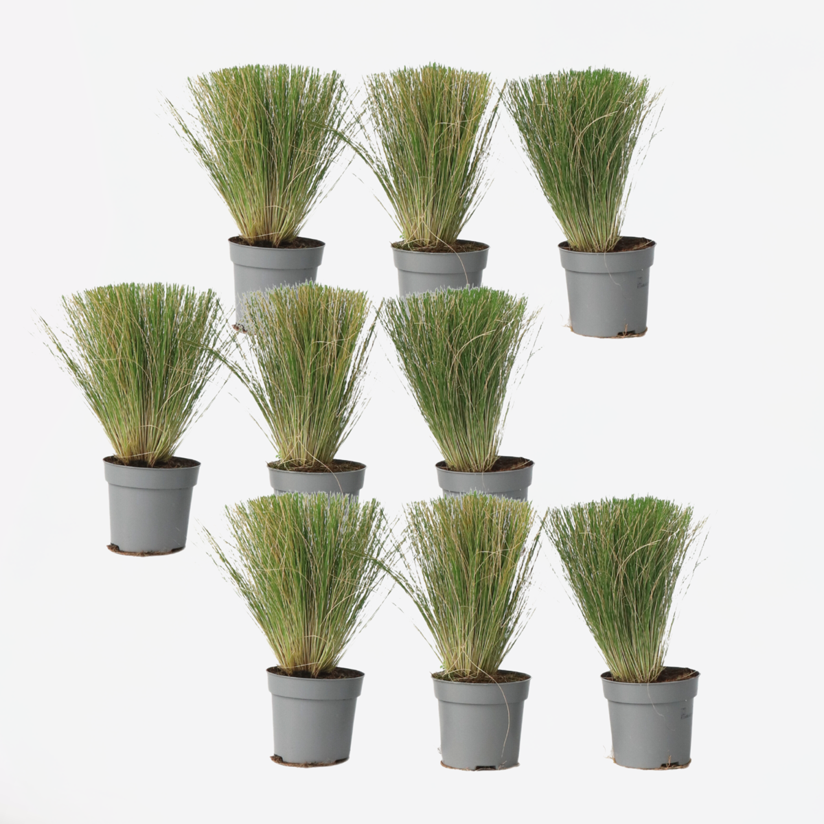 Stipa tenuifolia 'Pony Tails' - Set van 9 - Siergras