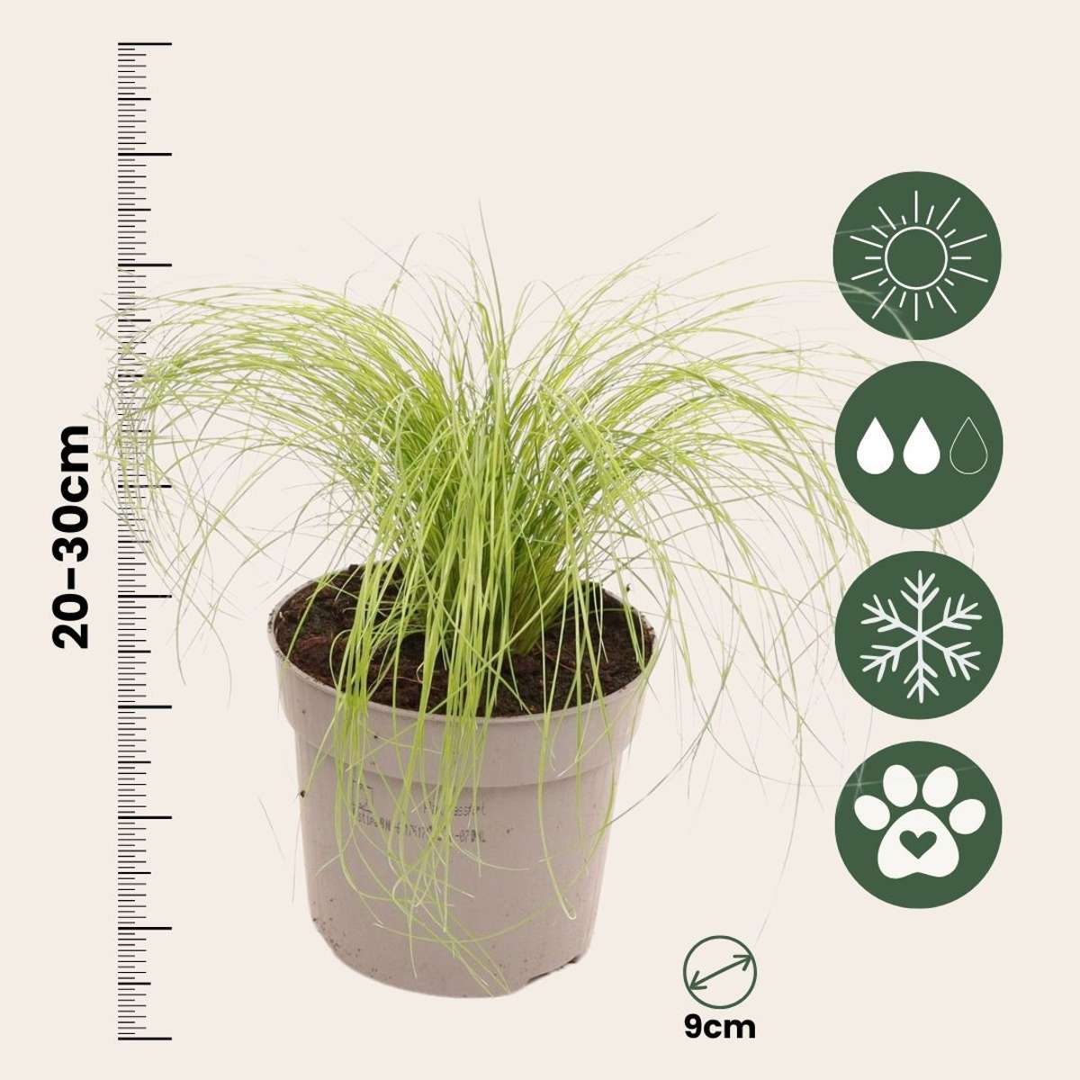 Stipa tenuifolia 'Pony Tails' - Set van 9 - Siergras