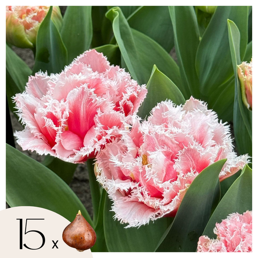 Tulipa 'Queensland' - Set van 15 - Tulpenbollen - Roze, wit