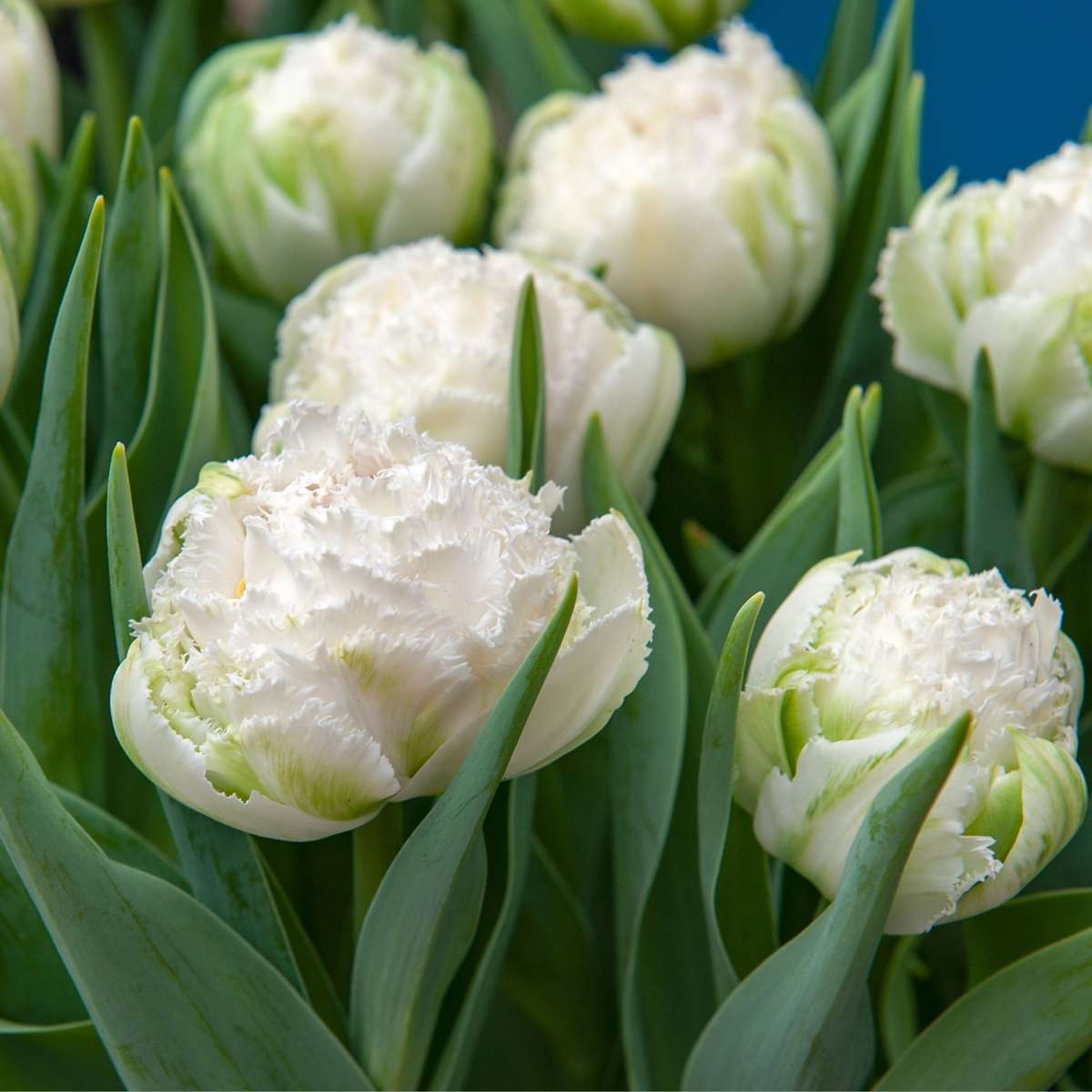 Tulipa 'Snow Crystal' - 10 stuks - Tulpenbollen - Wit