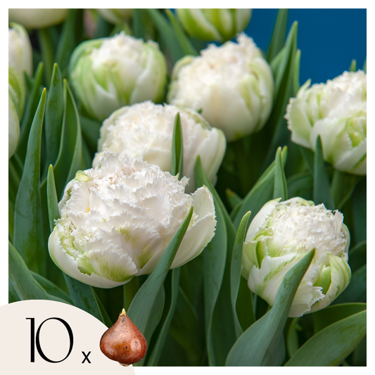 Tulipa 'Snow Crystal' - 10 stuks - Tulpenbollen - Wit