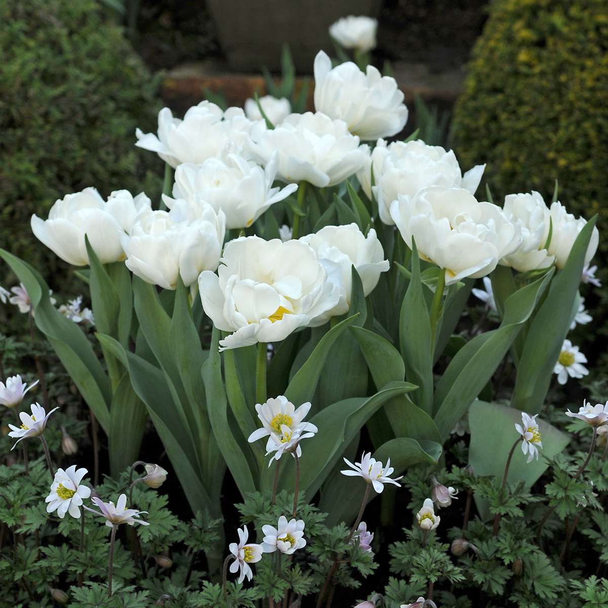 Tulipa 'Snow Crystal' - 15 stuks - Tulpenbollen - Wit