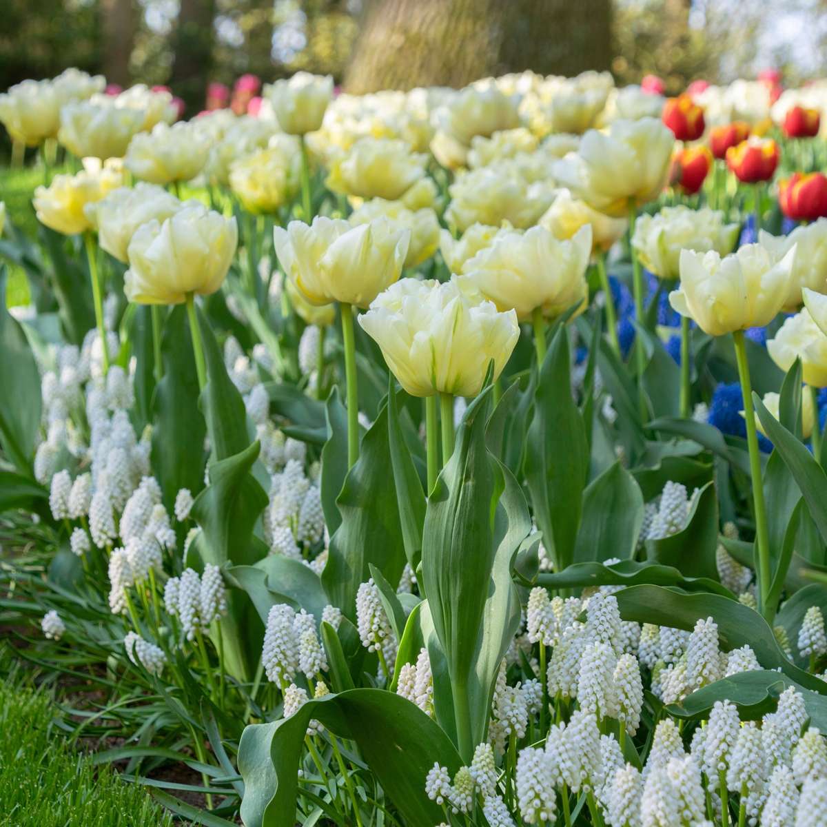 Tulipa 'Avant Garde' - Set van 21 - Tulp - Geel