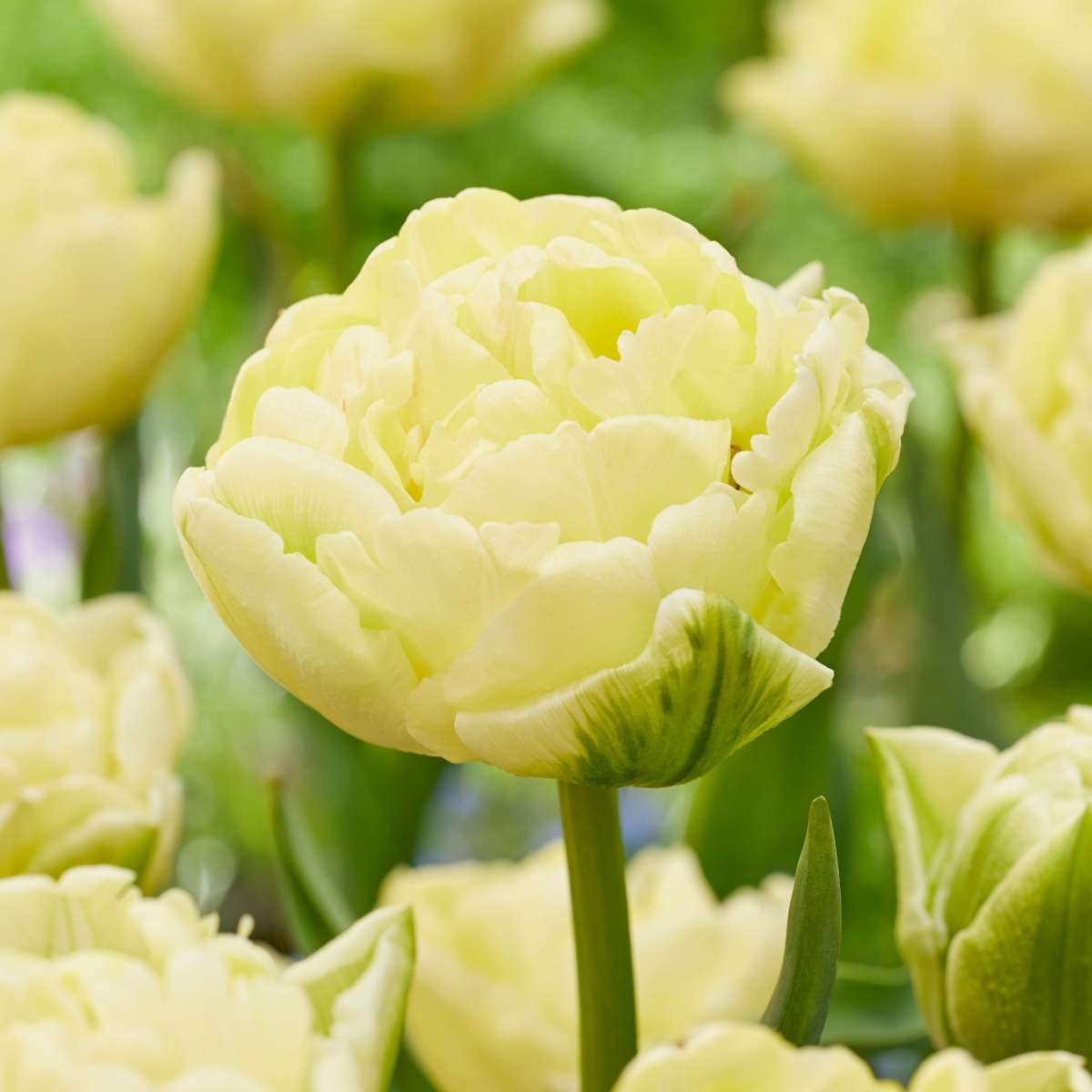 Tulipa 'Avant Garde' - Set van 21 - Tulp - Geel