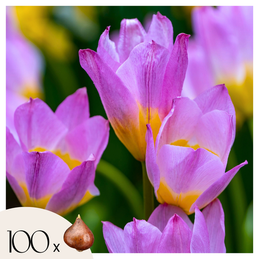 Tulipa bakeri 'Lilac Wonder' - 100 stuks - Bloembollen