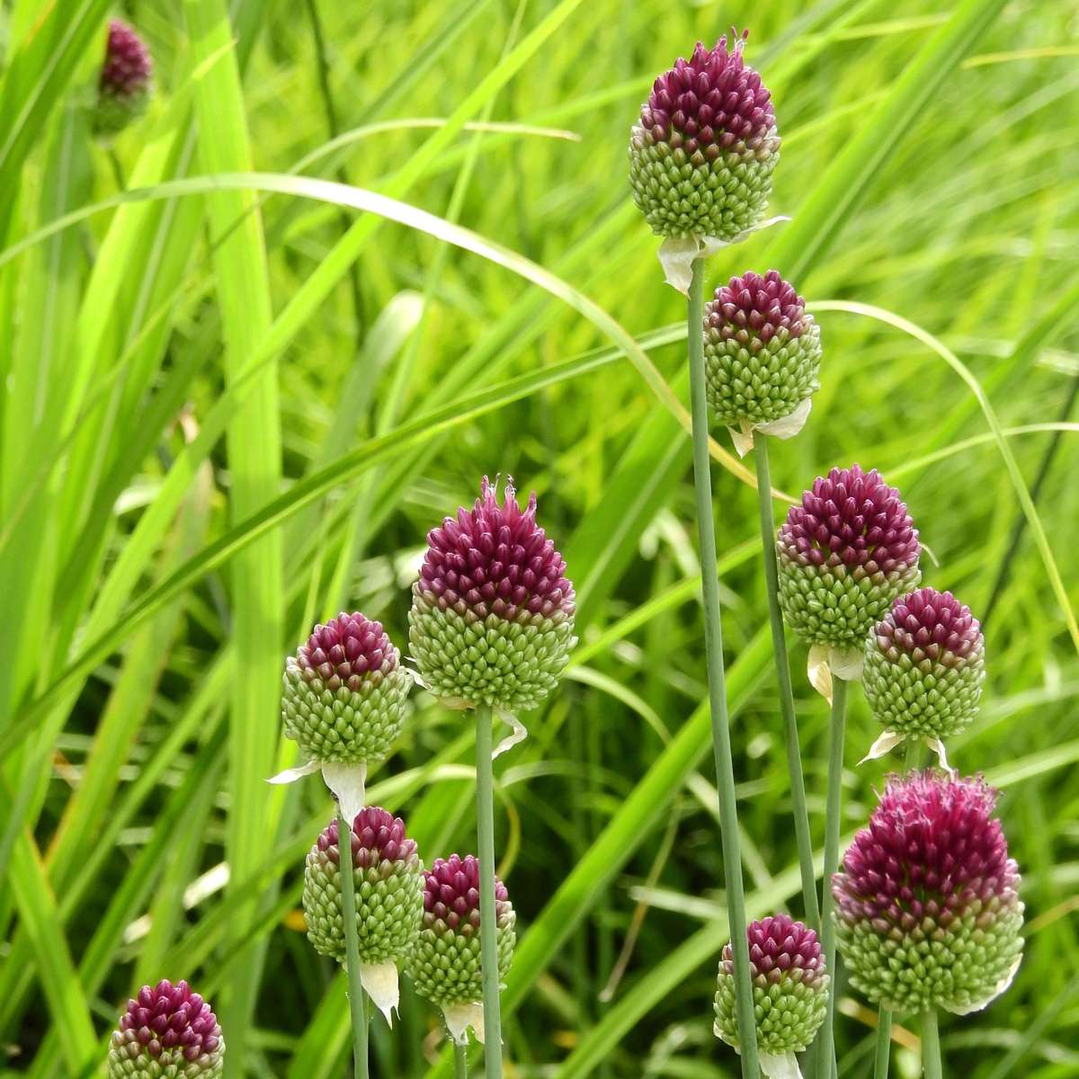 Allium Sphaerocephalon - x100 - Trommelstok - Bloembollen