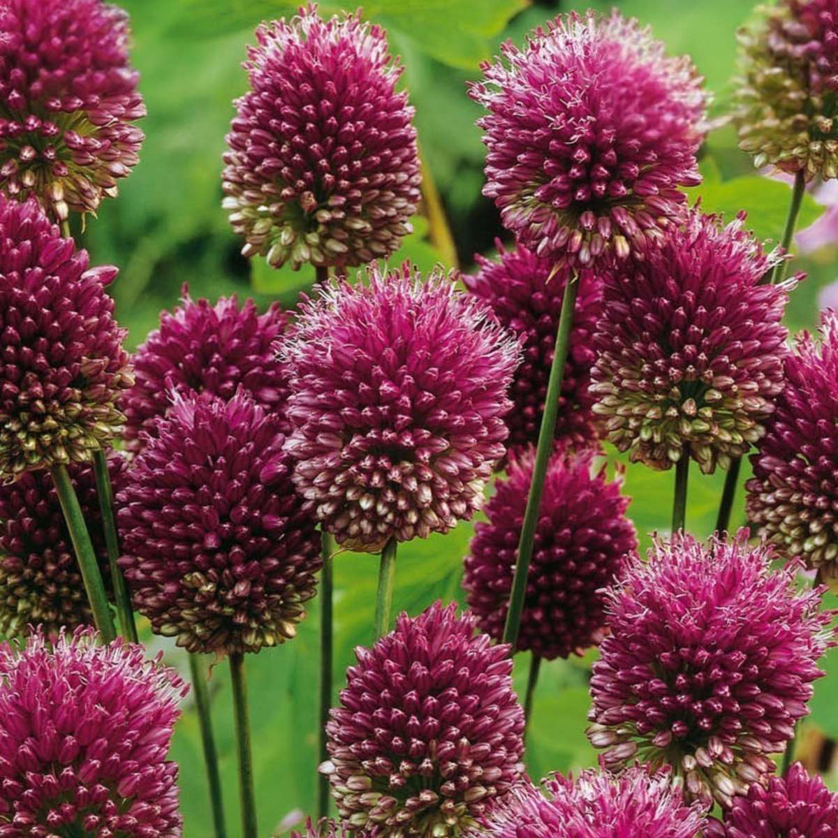 Allium Sphaerocephalon - x100 - Trommelstok - Bloembollen