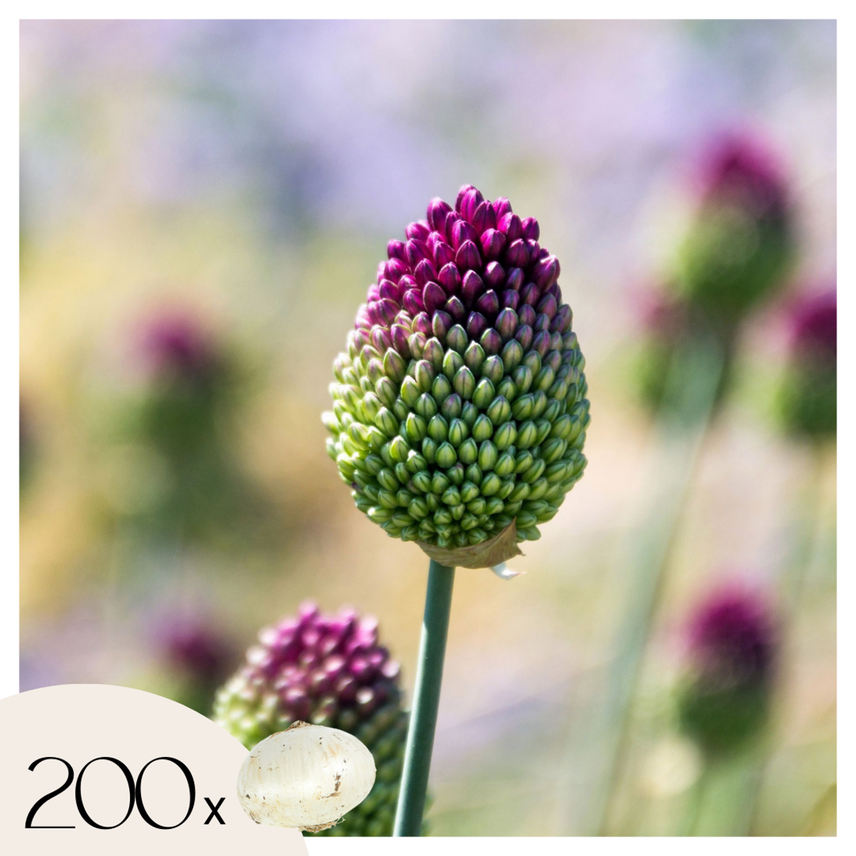 Allium Sphaerocephalon - x200 - Trommelstok - Bloembollen