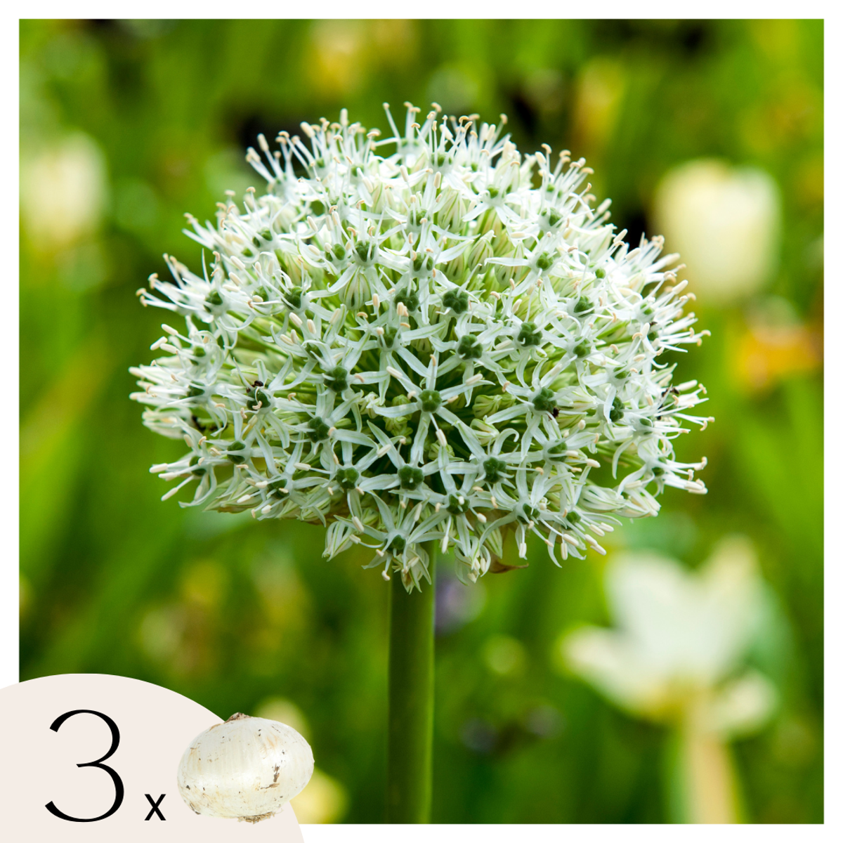 Allium Mount Everest - Bloembollen - Set van 3 - Wit