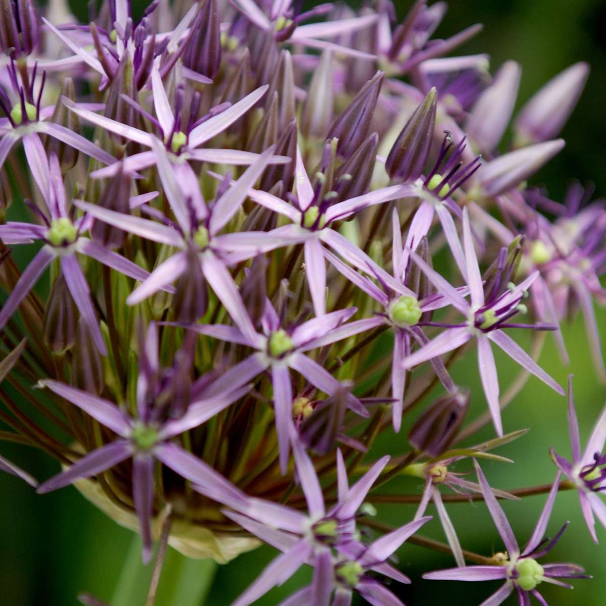 Allium Christophii - Set van 30 - Bloembollen - Sierui paars