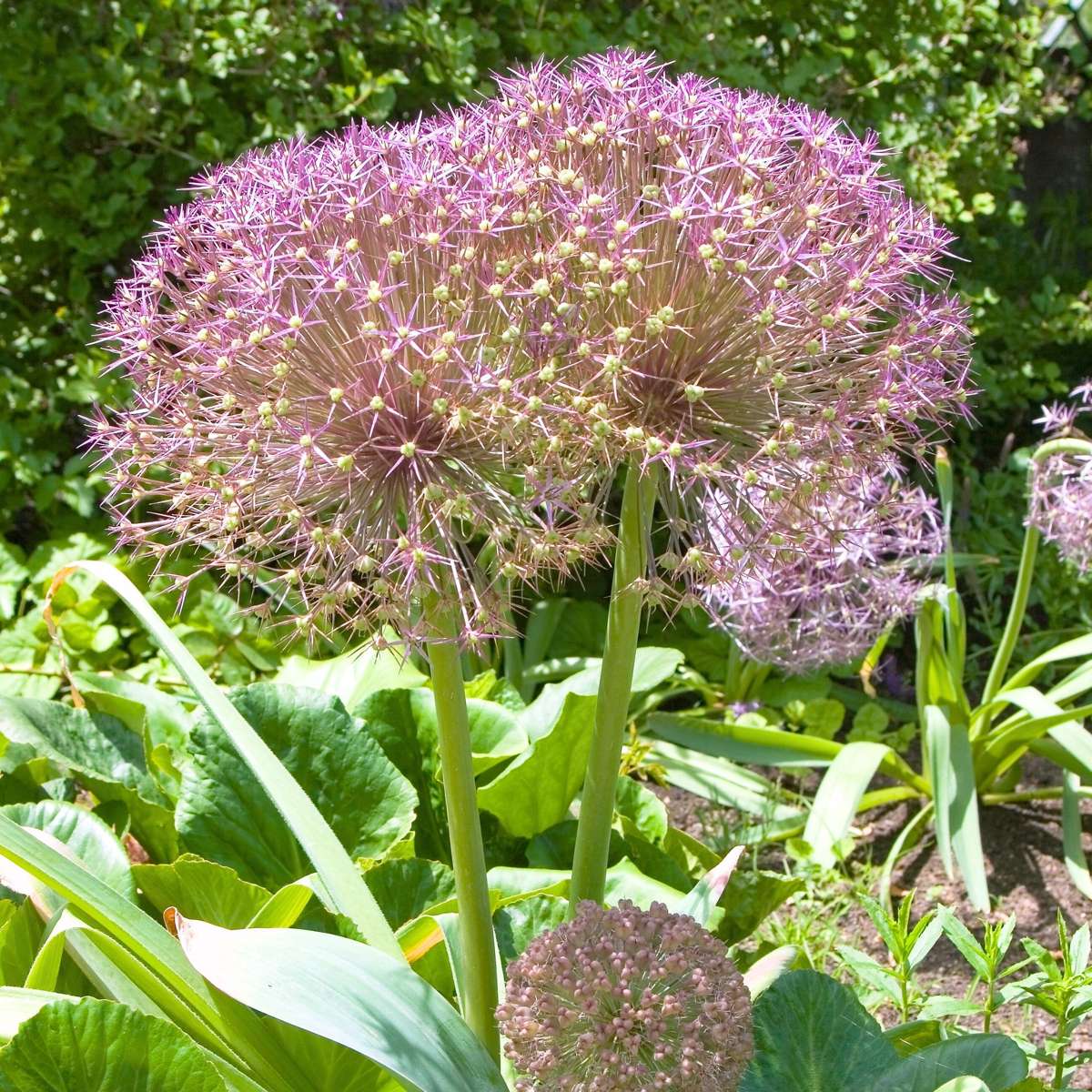 Allium Christophii - Set van 30 - Bloembollen - Sierui paars