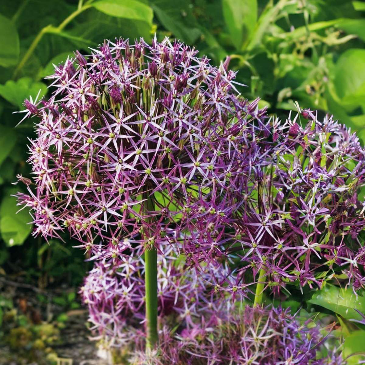Allium Christophii - Set van 30 - Bloembollen - Sierui paars