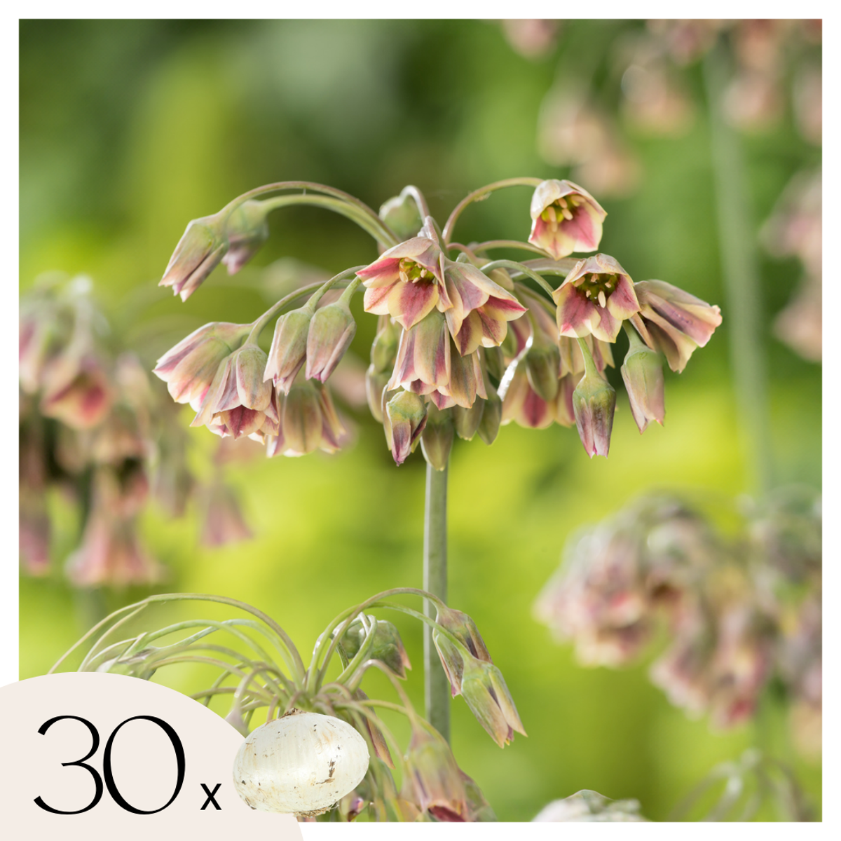 Allium Nectaroscordum Siculum - Set van 30 - Bloembollen