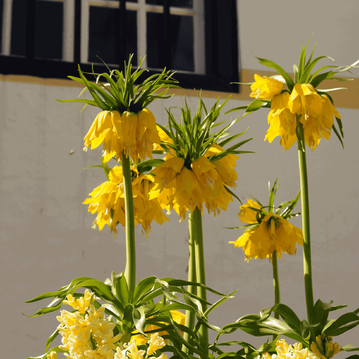 Fritillaria Lutea 'Keizerskroon' - Bloembollen - Set van 3