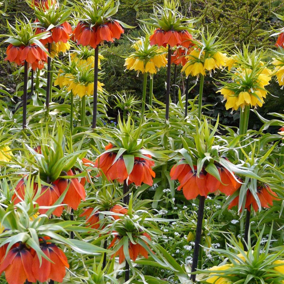 Fritillaria Lutea 'Keizerskroon' - Bloembollen - Set van 3